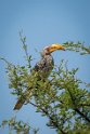 071 Zimbabwe, Hwange NP, zuidelijke geelsnaveltok